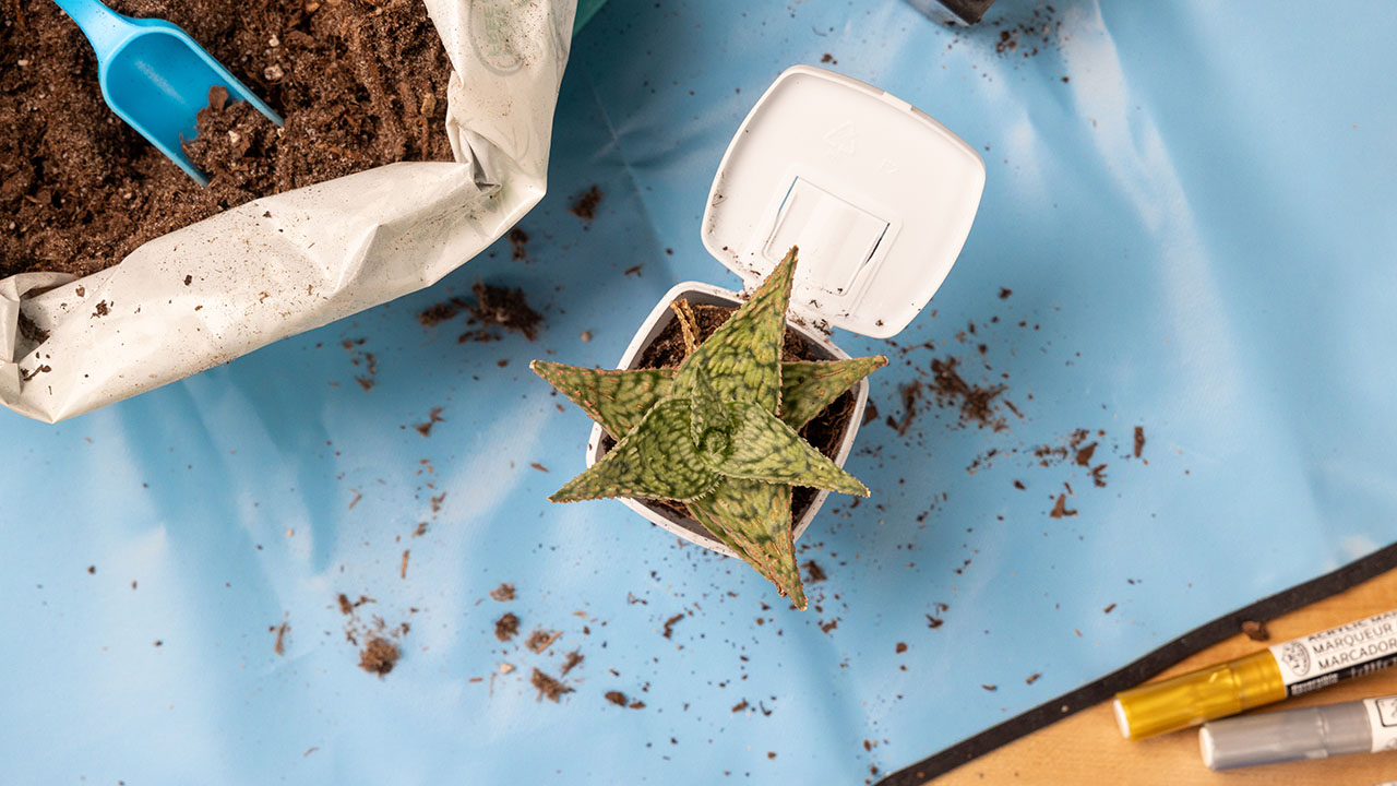 ice breakers ice cubes container filled with soil and a sprouting planter