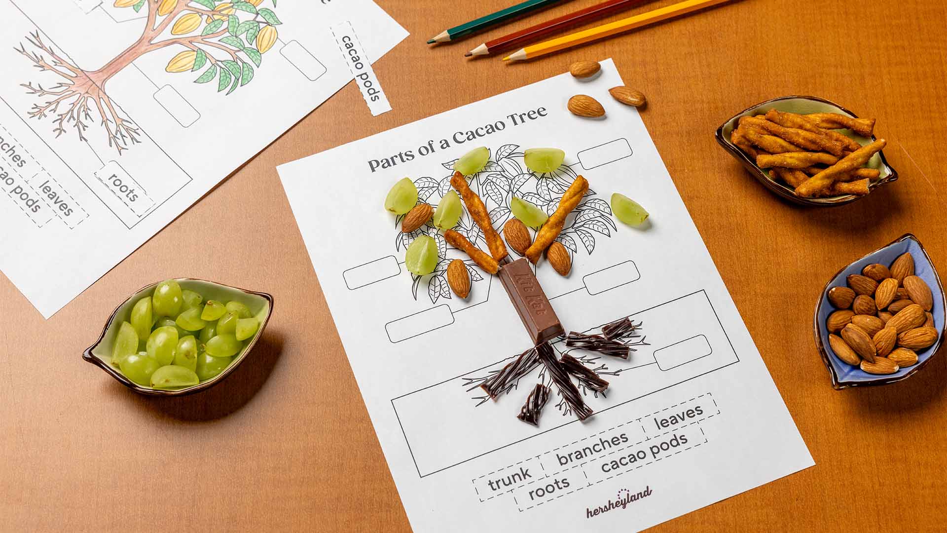 parts of a cacao tree worksheet made with a variety of snacks, candy, and fruit