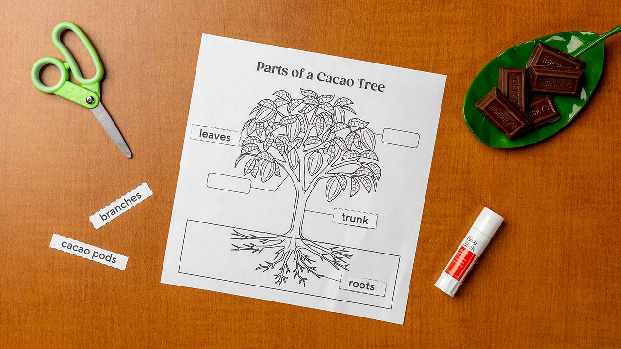 cutting out and gluing the cacao tree parts onto the worksheet