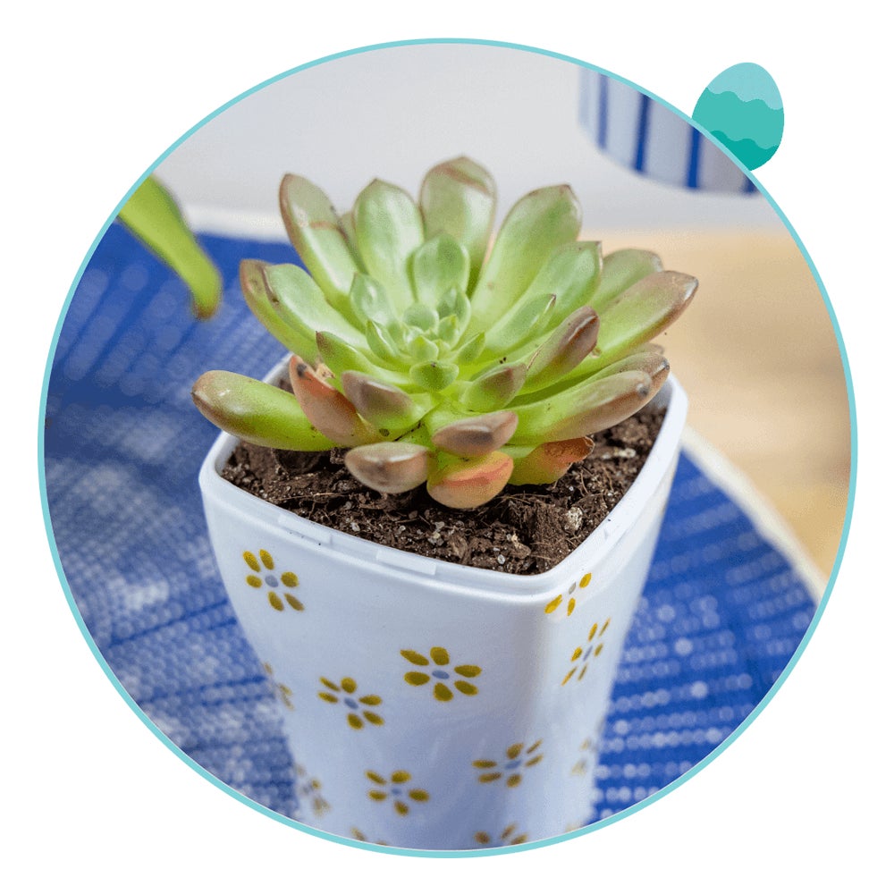 diy planter with fully grown succulent