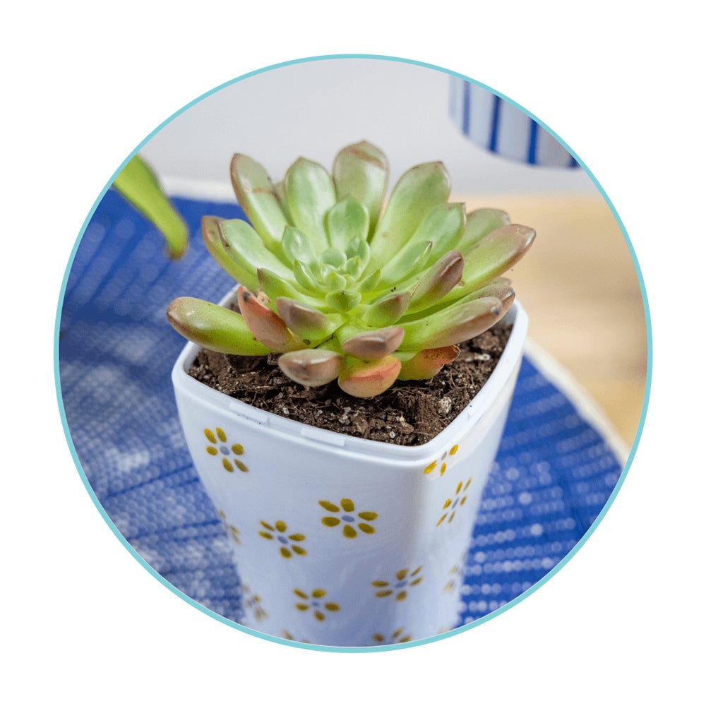 diy planter with fully grown succulent